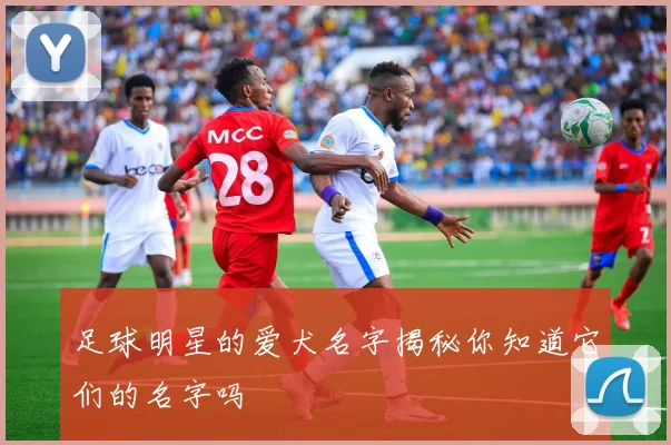 足球明星的爱犬名字揭秘你知道它们的名字吗